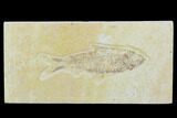 Fossil Fish (Knightia) - Wyoming #119986-1